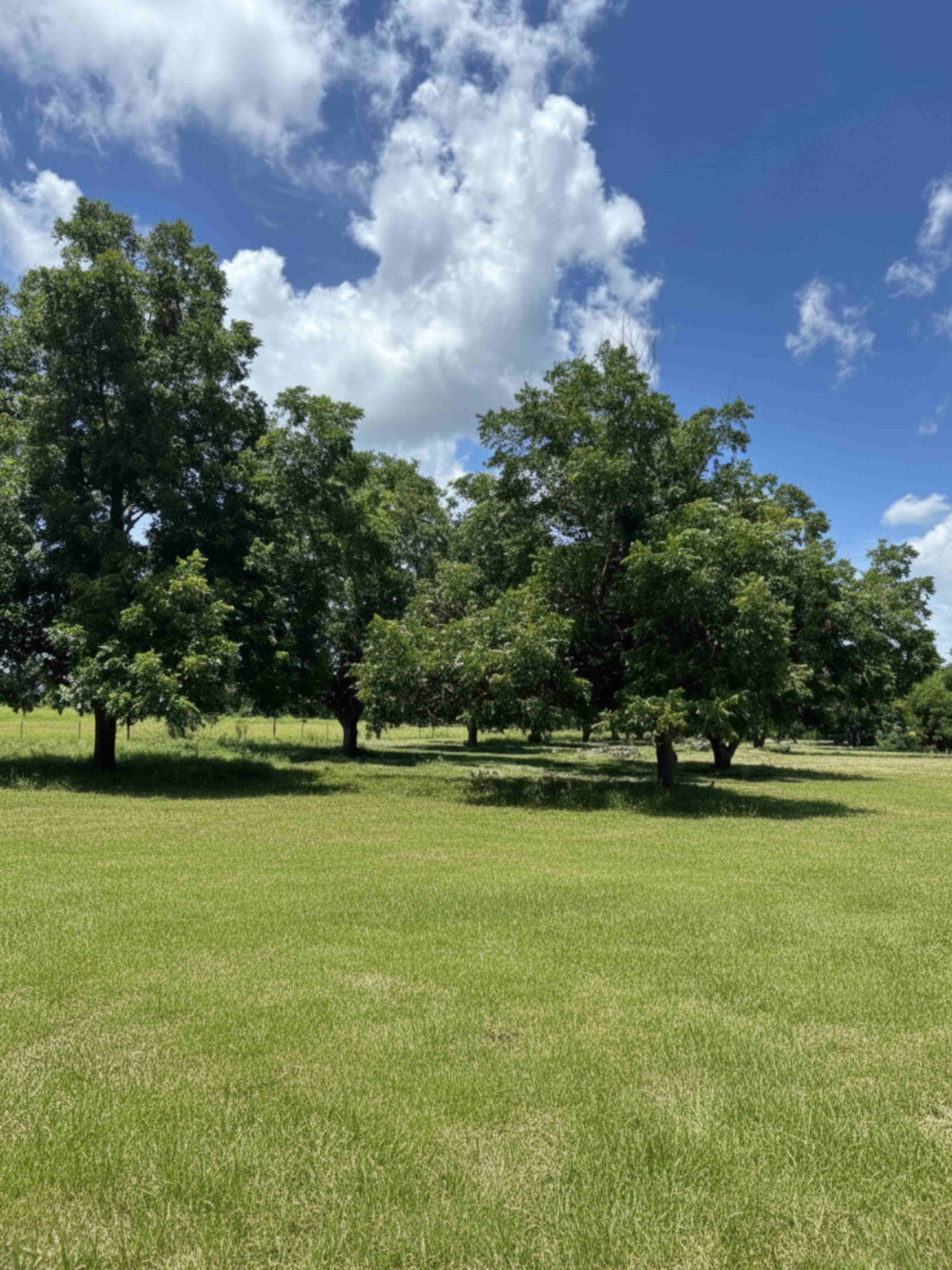 A sunlit Texas pecan orchard with mature green trees across a grassy field under a bright blue sky